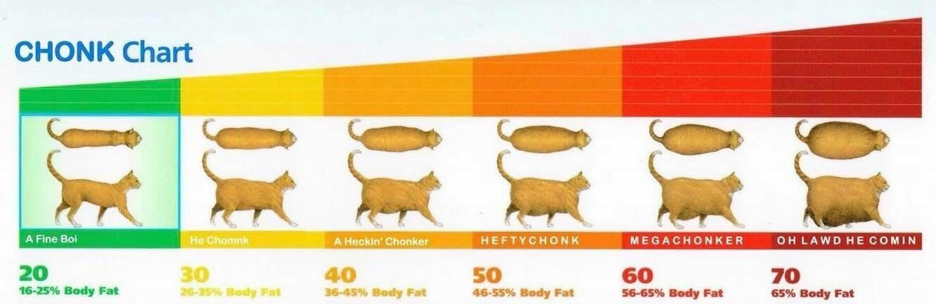 alt chart showing cats of various sizes